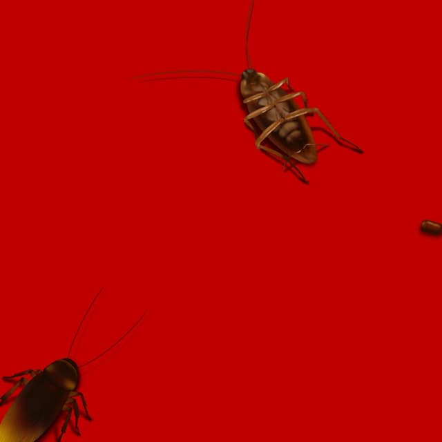 Album cover art for 바퀴벌래