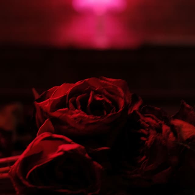Album cover art for Roses