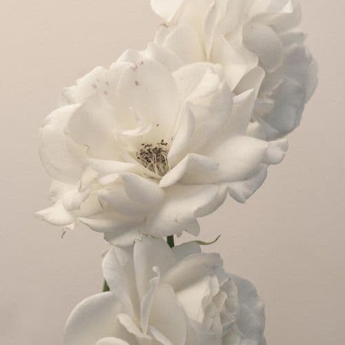 Album cover art for Turn the Light On: Acoustic Reimagination