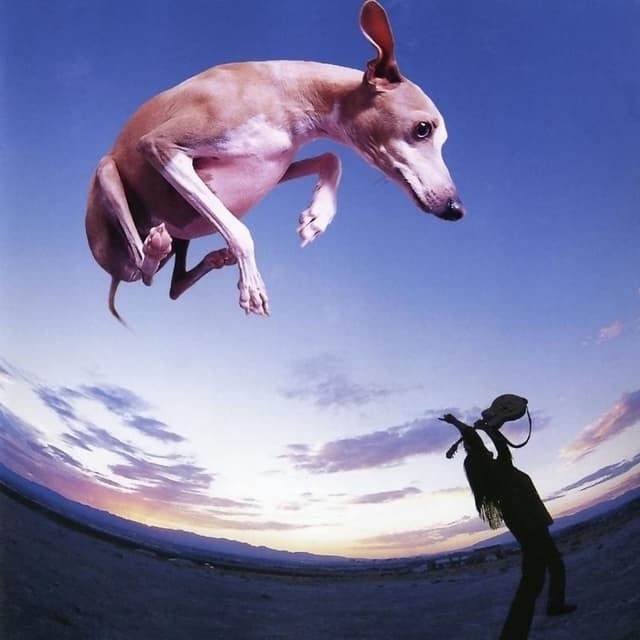 Album cover art for Flying Dog