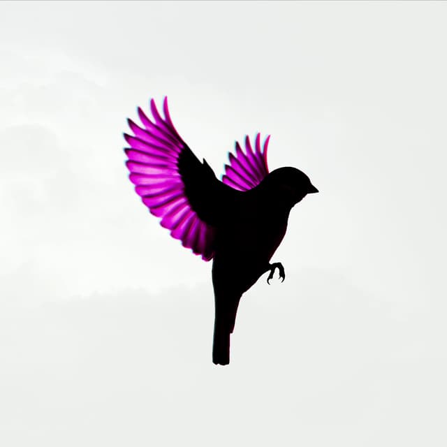 Album cover art for Sparrow