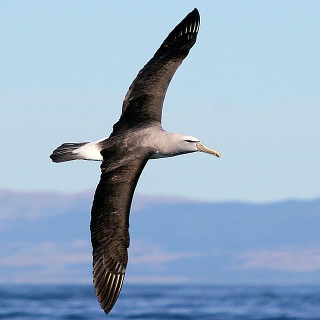 Album cover art for Albatros