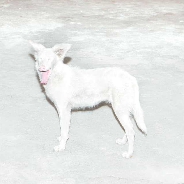 Album cover art for Malandra