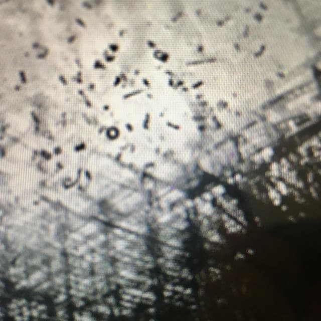 Album cover art for Two Real Nuts