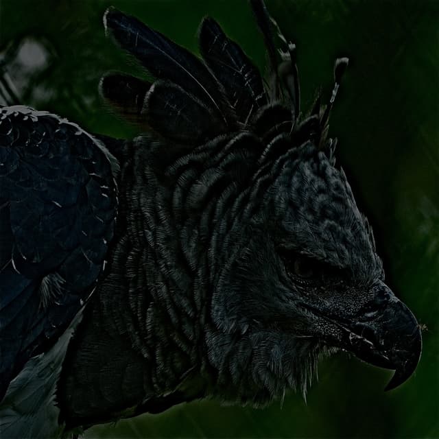 Album cover art for Neo Tropical Companion Hearts