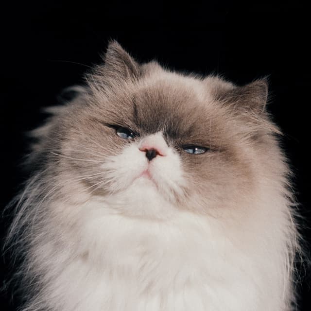 Album cover art for Sansan