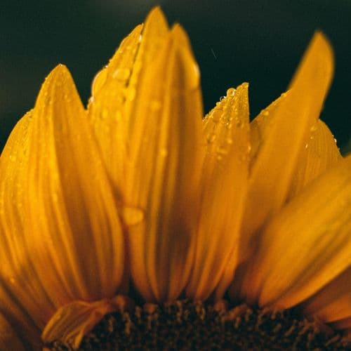 Album cover art for Stay