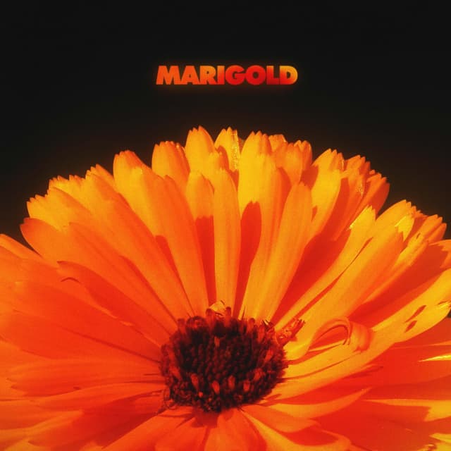 Album cover art for Marigold