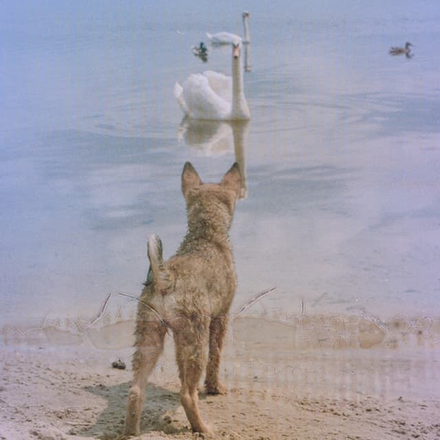 Album cover art for Dzwoń po nadzór