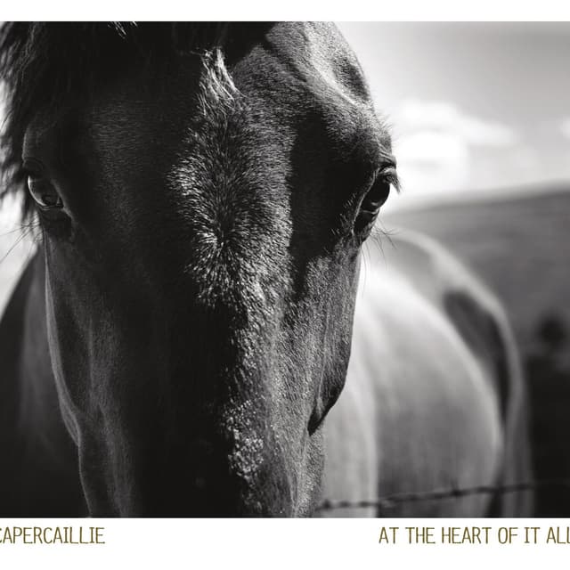 Album cover art for At the Heart of It All