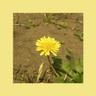 민들레 Dandelion (Dandelion)
