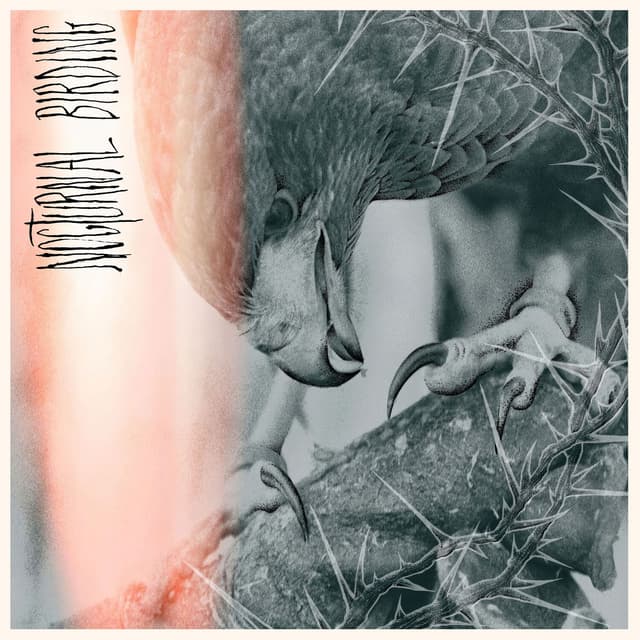 Album cover art for Nocturnal Birding