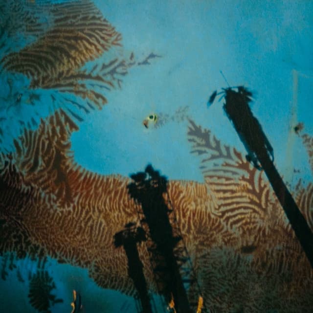 Album cover art for Nonato Coo