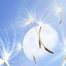 민들레 Dandelion (Dandelion)
