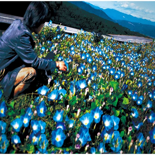 Album cover art for 朝顔