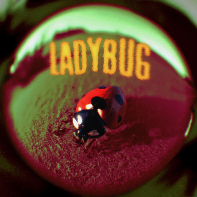 Album cover art for Ladybug