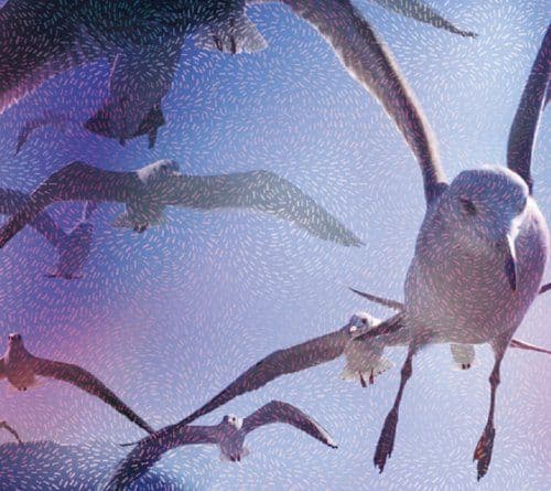 Album cover art for Cruise