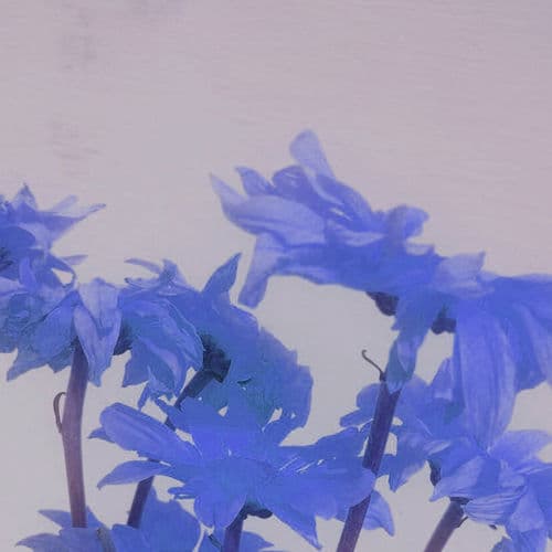 Album cover art for The Memories We Share