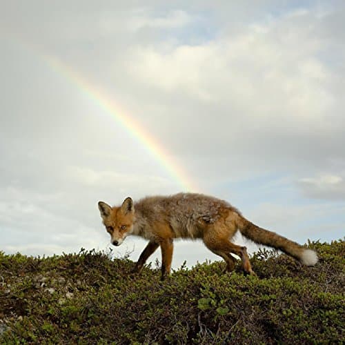 Album cover art for Buck Meek