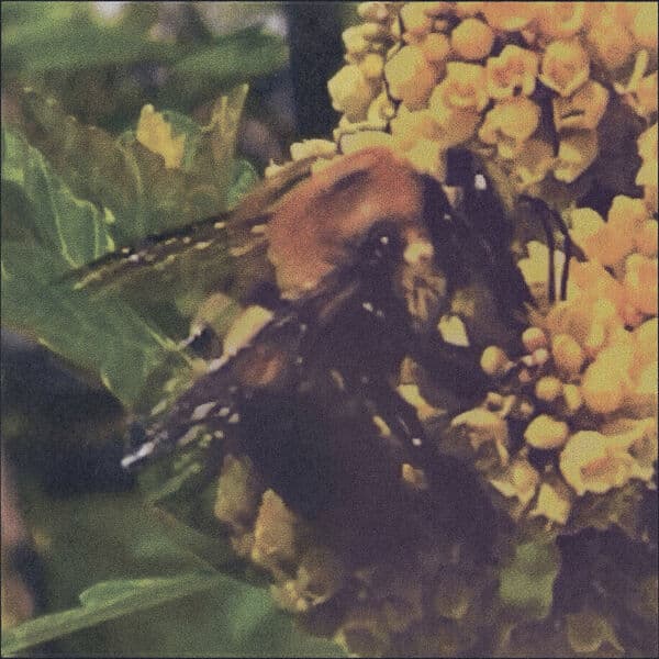 Album cover art for Natural Pleasure