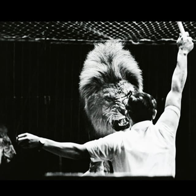 Album cover art for How to Tame Lions