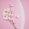 スイートピー (sweet pea)