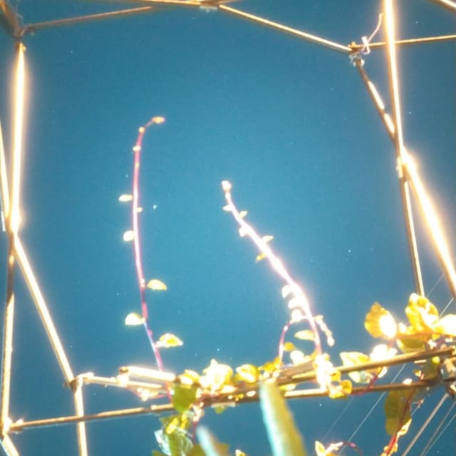 Album cover art for Roller Coaster