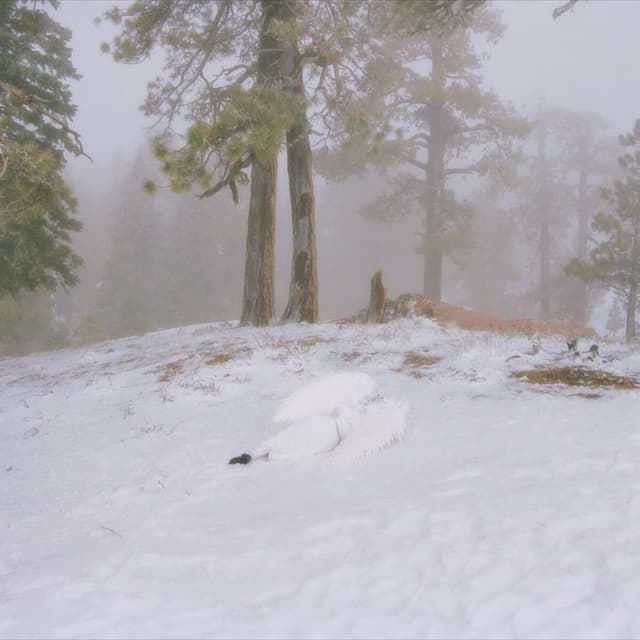 Album cover art for Pandora