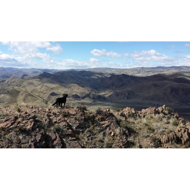 Album cover art for Orchestra of Dogs