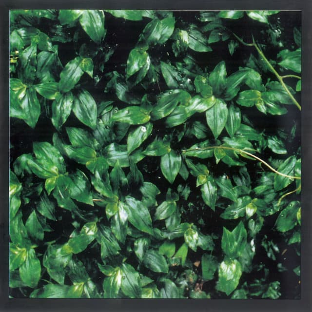 Album cover art for kokoro Ni Hana Wo