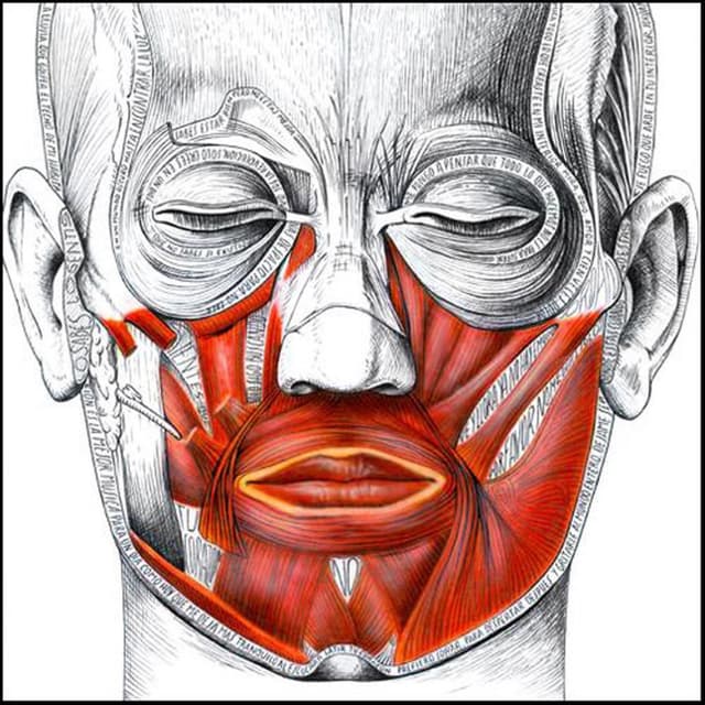 Album cover art for La pura percepción