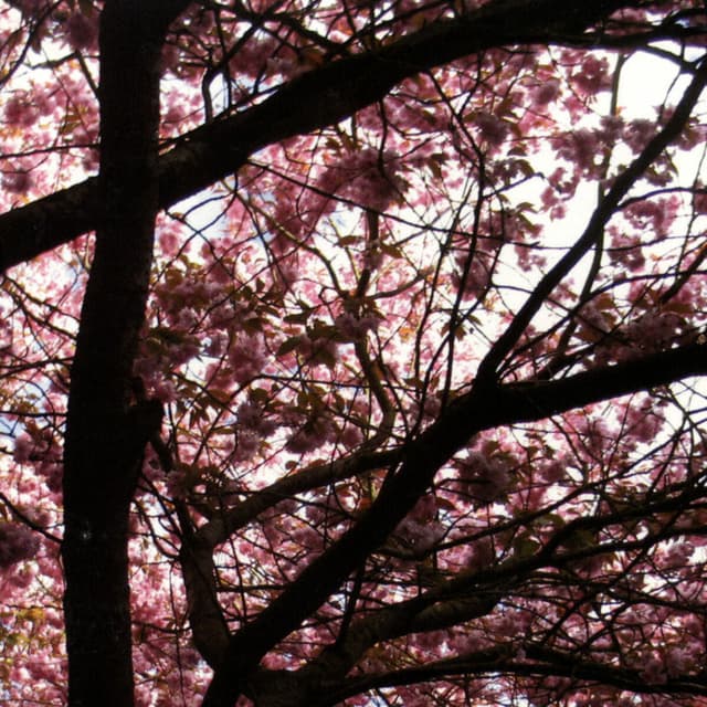 Album cover art for Hypnagogue / Hypnagogue Ii