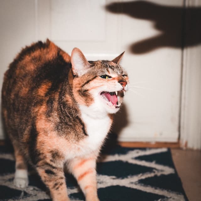 Album cover art for Keep Your Cool