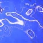 Album cover art for Turquoise Fields