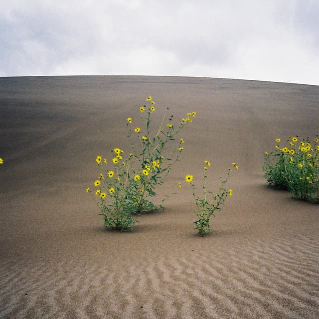 Album cover art for SO THIS IS LIVING