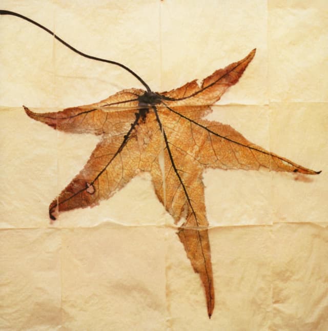 Album cover art for Requiem for Adam