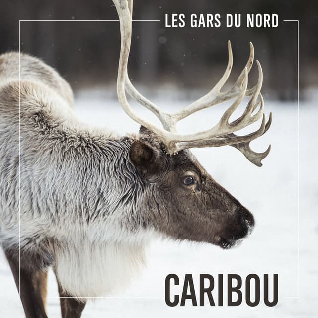 Album cover art for Caribou
