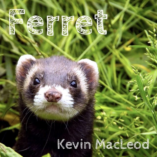 Album cover art for Ferret